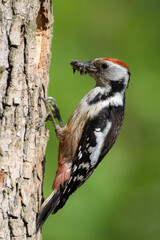 Middle Spotted Woodpecker flew to the hollow.