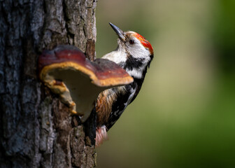 Middle Spotted Woodpecker flew to the hollow.