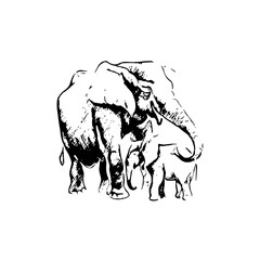 A hand-drawn black and white sketch of a baby African elephant, done in an engraving style. Mother and child concept