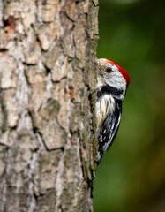 Middle Spotted Woodpicker flew to the hollow to feed the young.