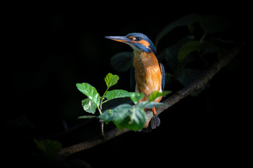 A kingfisher sits on a branch between the leafs in the jacket of morning light. Poznań. Rusalka.