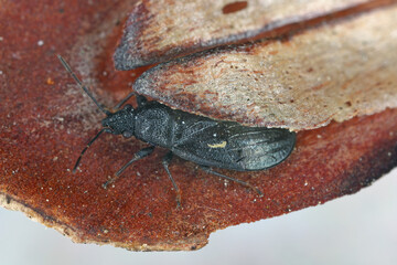 Philomyrmex insignis, Pine cone bug in the family Lygaeidae. Associated with fallen pine cones, where the larvae suck the seeds.