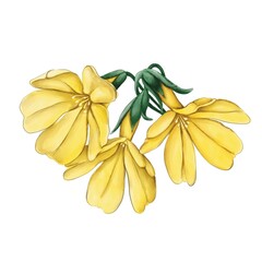 Small yellow flowers in the style of pastel 