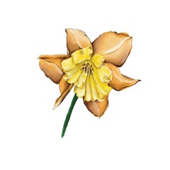 Narcissus flower in the style of watercolor illustration