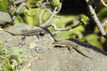 Canarian lizards