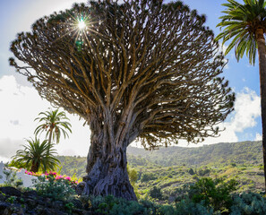 Filtering light through the thousand years dragon tree in Parque del Drago, Icod de los Vinos, Tenerife, Spain © Alessio Russo