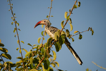 Red-billed hornbill