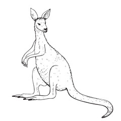 Kangaroo hand drawn vector illustration on isolated background. Free hand drawing of cute Wallaby Australian or New Guinea marsupial animal for logo, design, print, paper, label, icon