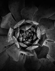 Echeveria rosettes plant. Succulent black and white close-up vertical photo. Top view. Fine art photos for wallpaper, walls, posters, calendars, screensavers, banners, postcards, and blogs.