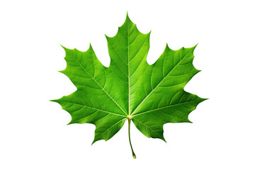 Green leaf on a transparent/white background.