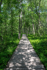 Fototapeta na wymiar Birch forest with wooden path in red bog
