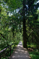 A wooden path with trees  in the red bog
