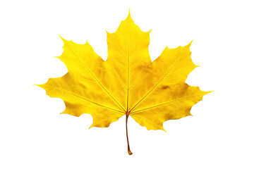 Yellow leaf on transparent/white background. 