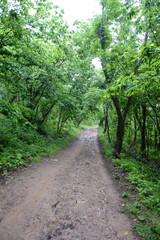 Forest road on Popov Island in Peter the Great Bay of the Sea of Japan