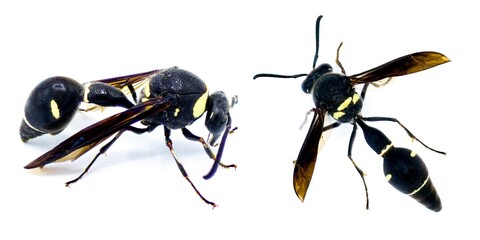 Fraternal Potter Wasp - Eumenes fraternus - builds a miniature pot out of mud in which it lays an...