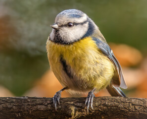 Blaumeise auf einem Ast