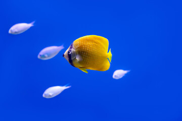 Naklejka premium Beautiful fish in a huge aquarium in the aquarium with beautiful lighting