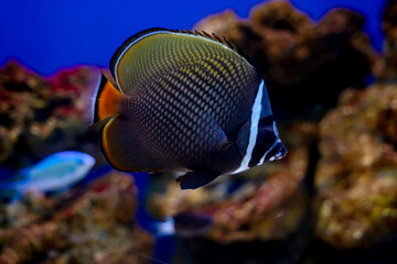 Beautiful fish in a huge aquarium in the aquarium with beautiful lighting