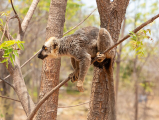 Cute brown lemur (Eulemur fulvus) with orange eyes.