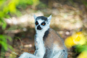 ring-tailed gray lemur in natural environment Madagascar.Close-up, cute primate