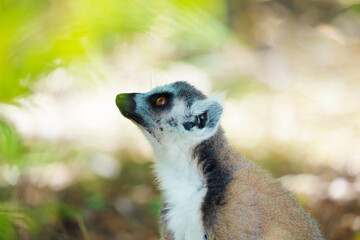 ring-tailed gray lemur in natural environment Madagascar.Close-up, cute primate