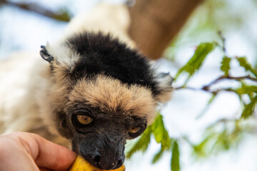 Verreaux's sifaka Madagascar. White sifaka with dark head.