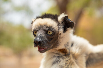 Verreaux's sifaka Madagascar. White sifaka with dark head.