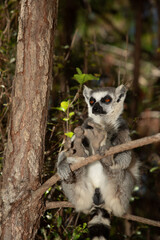 ring-tailed gray lemur in natural environment Madagascar.Close-up, cute primate