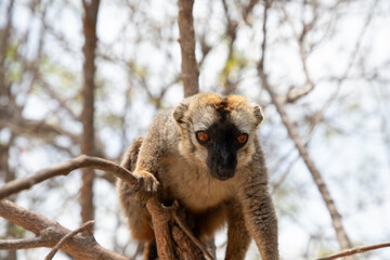 Cute brown lemur (Eulemur fulvus) with orange eyes.