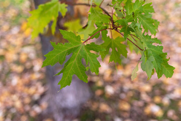 Detail of the beginning of autumn in the park