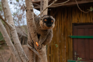Cute brown lemur (Eulemur fulvus) with orange eyes.