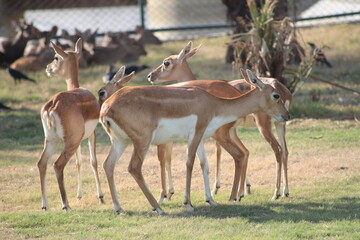 Beautiful deer family in farm