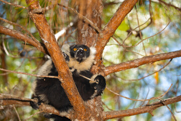 Fototapeta premium black and white ruffed lemur in its natural habitat, Madagascar