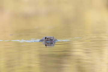 Nutria Coypu in close-up Myocastor coypus swimming on a pond