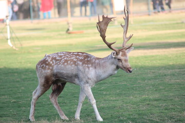 Beautiful deer family in farm