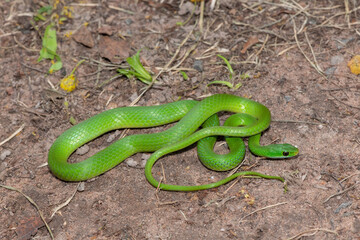 Close-up of a beautiful Green Water Snake (Philothamnus hoplogaster) near a pond