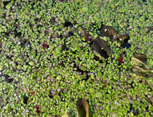 Marsh of the dead arm of the Laborec river, Slovakia Oborin