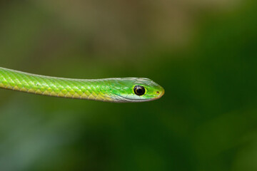 Close-up of a beautiful Green Water Snake (Philothamnus hoplogaster) near a pond