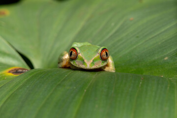 Close-up of a cute Natal Forest Tree Frog (Leptopelis natalensis) on a green leaf above a pond