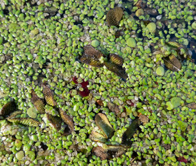 Marsh of the dead arm of the Laborec river, Slovakia Oborin