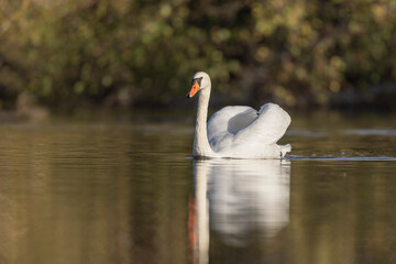 Mute Swan Cygnus olor taking off from a pond in the early morning
