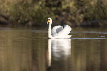 Mute Swan Cygnus olor taking off from a pond in the early morning