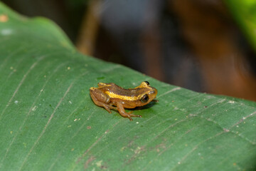 An adorable Natal Leaf-folding Frog (Afrixalus spinifrons) on vegetation above a pond