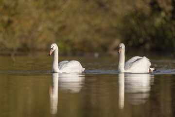 Mute Swan Cygnus olor taking off from a pond in the early morning