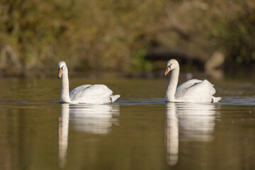 Mute Swan Cygnus olor taking off from a pond in the early morning