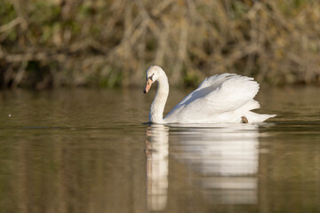 Mute Swan Cygnus olor taking off from a pond in the early morning