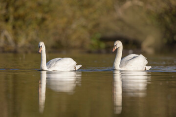 Mute Swan Cygnus olor taking off from a pond in the early morning