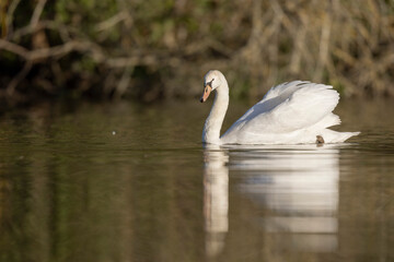 Mute Swan Cygnus olor taking off from a pond in the early morning