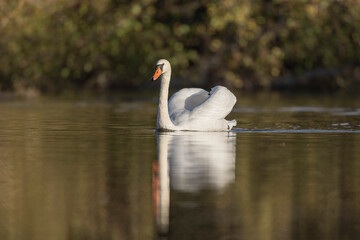 Mute Swan Cygnus olor taking off from a pond in the early morning