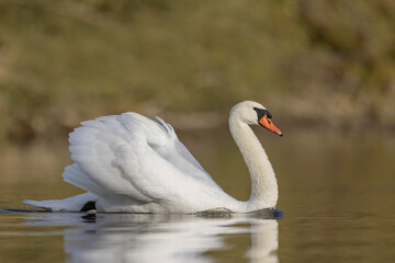 Mute Swan Cygnus olor taking off from a pond in the early morning